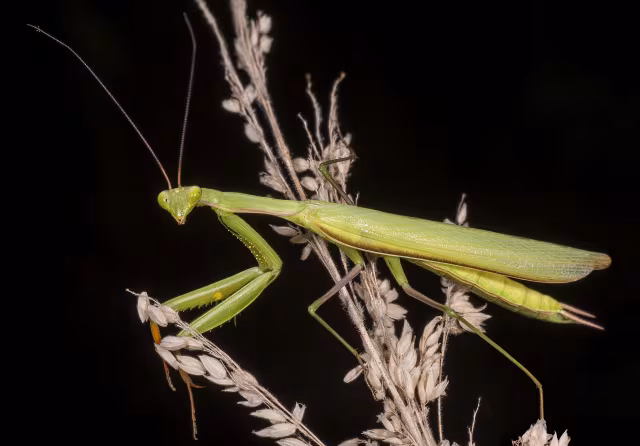 Mantide religiosa