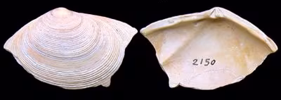 Arcopagia crassa