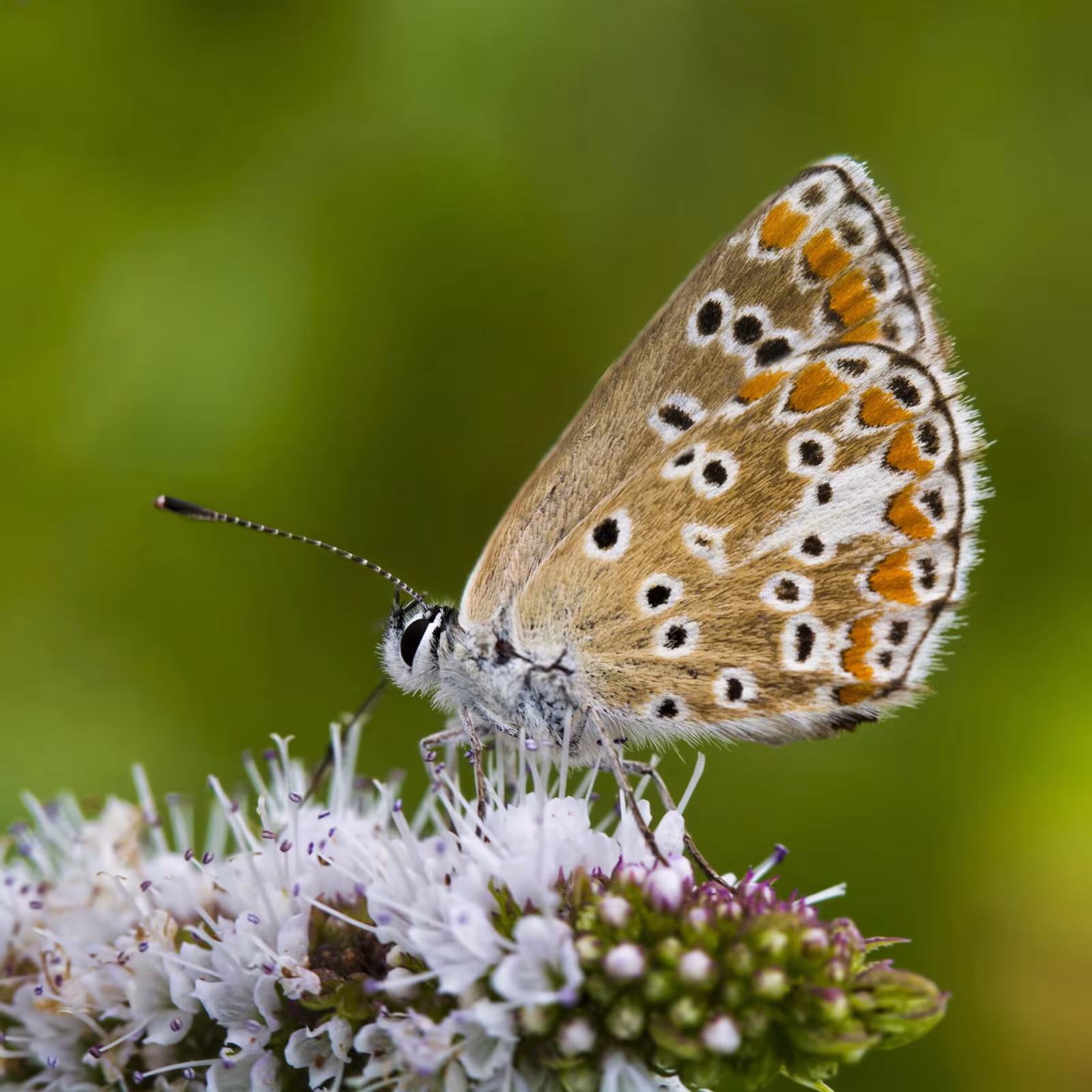 Aricia dei campi