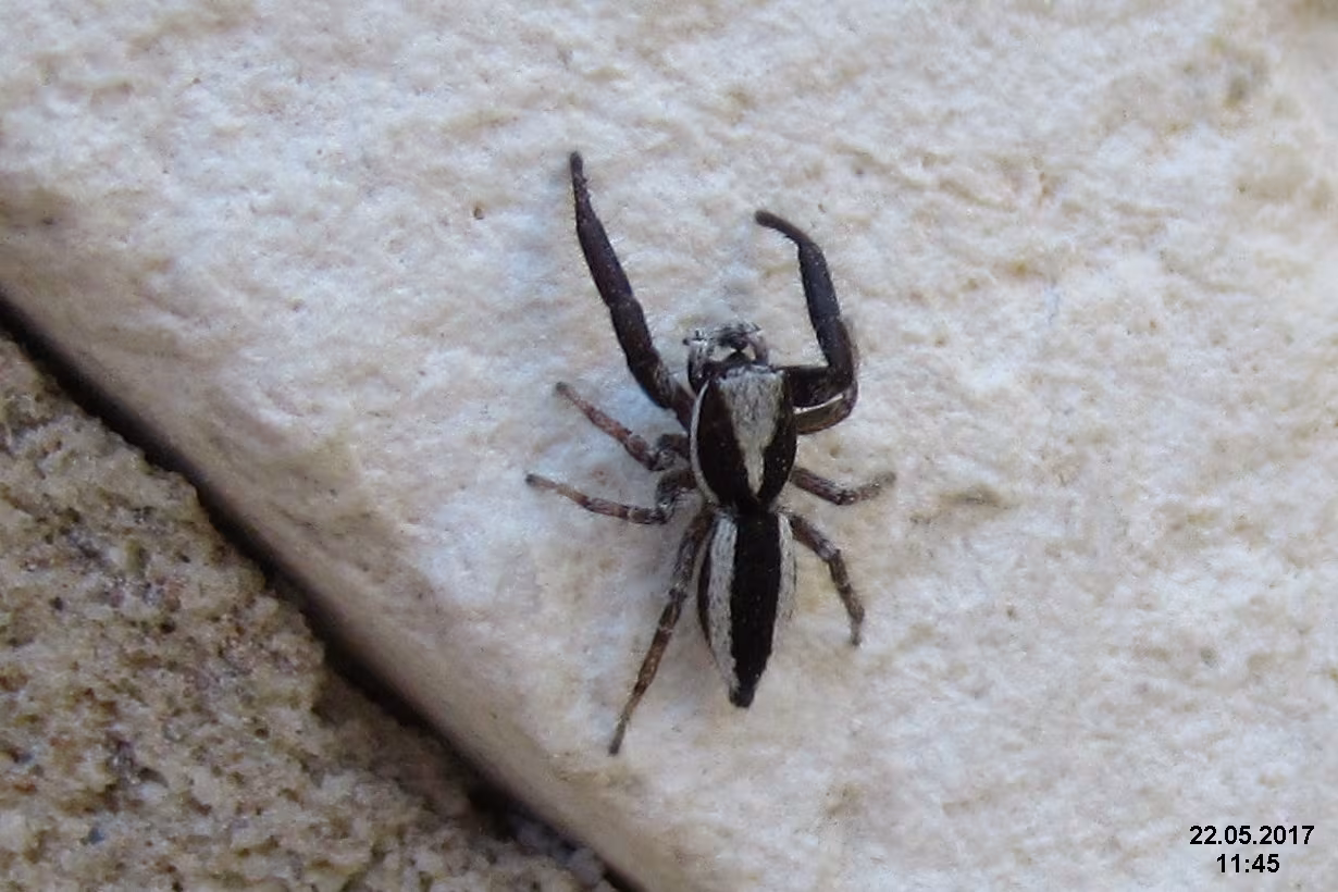 Pseudicius picaceus
