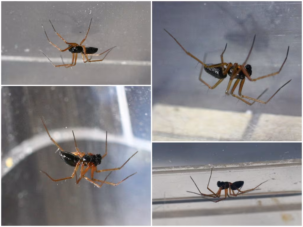 Tenuiphantes flavipes