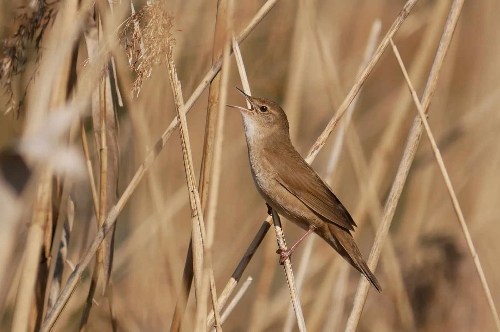 Salciaiola