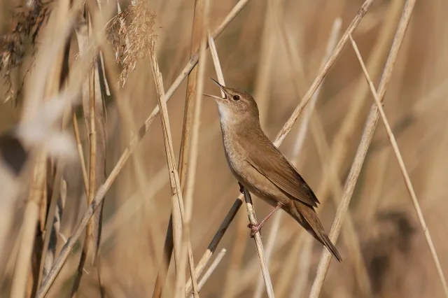 Salciaiola