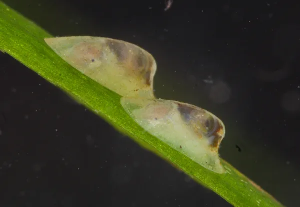 Ferrissia californica