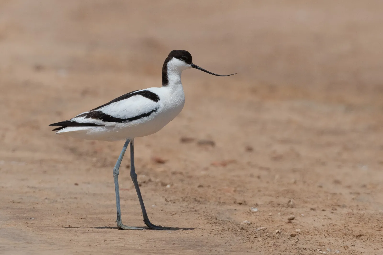Avocetta