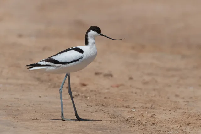 Avocetta
