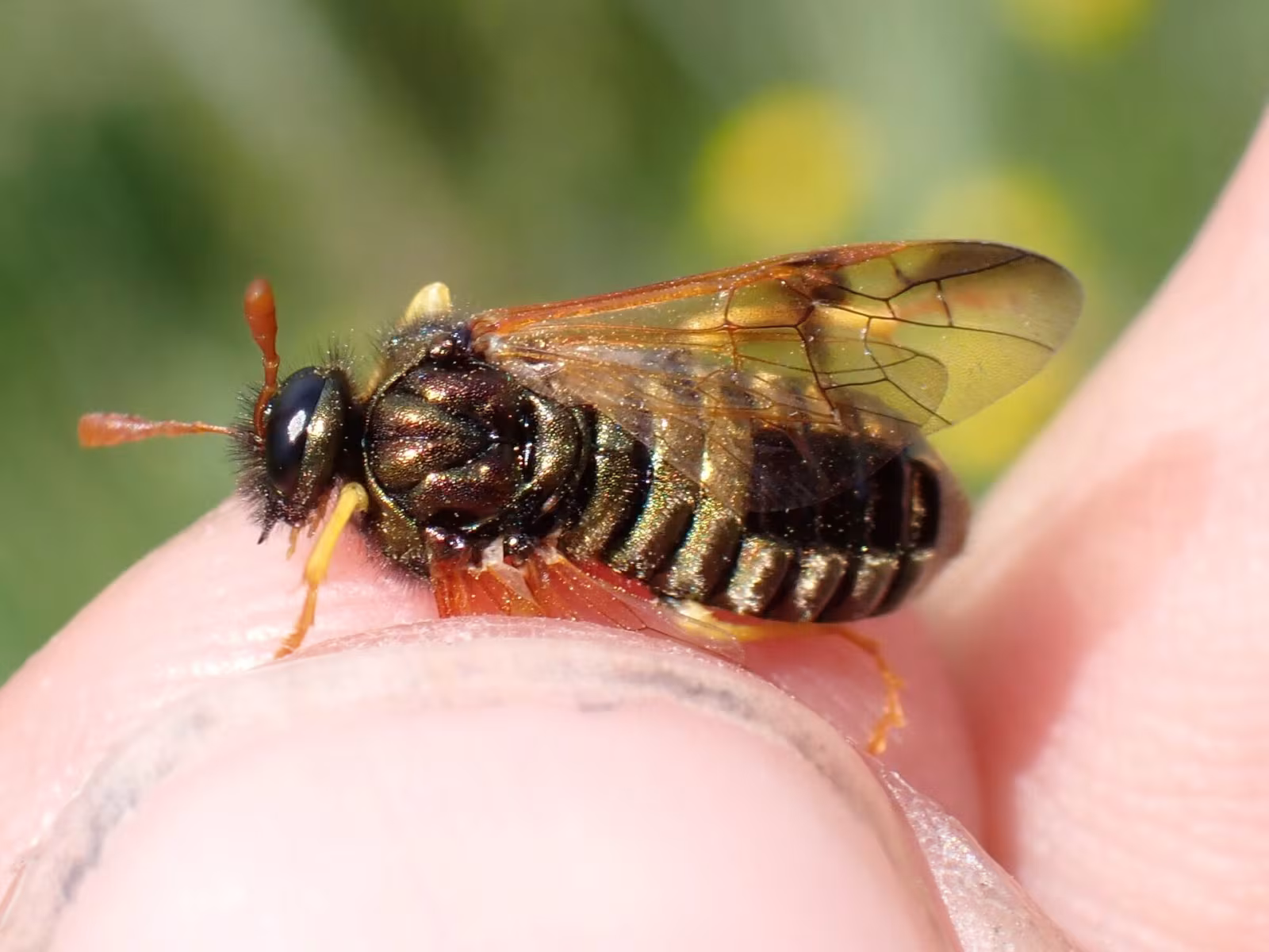 Abia nitens