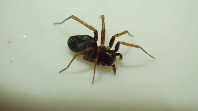 Zodarion gallicum