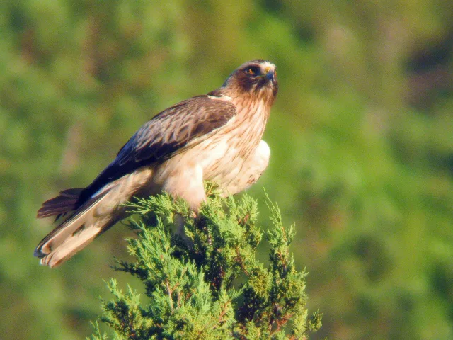 Aquila minore