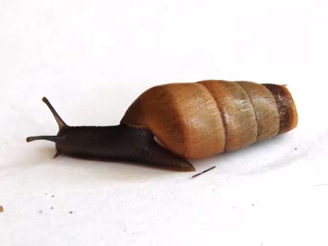 Chiocciola decollata