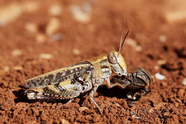 Calliptamus barbarus