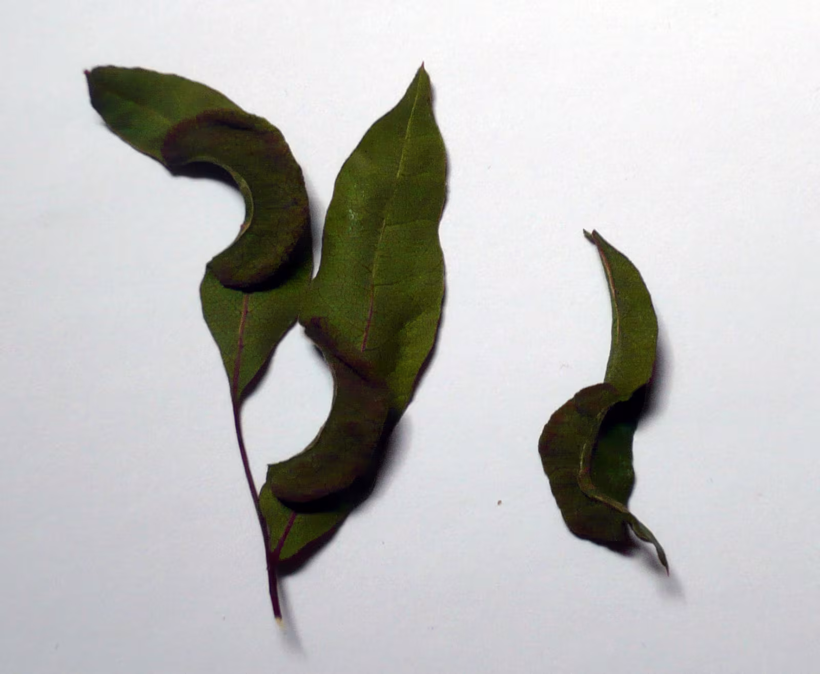 Aploneura lentisci