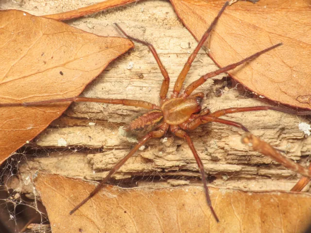 Aterigena ligurica