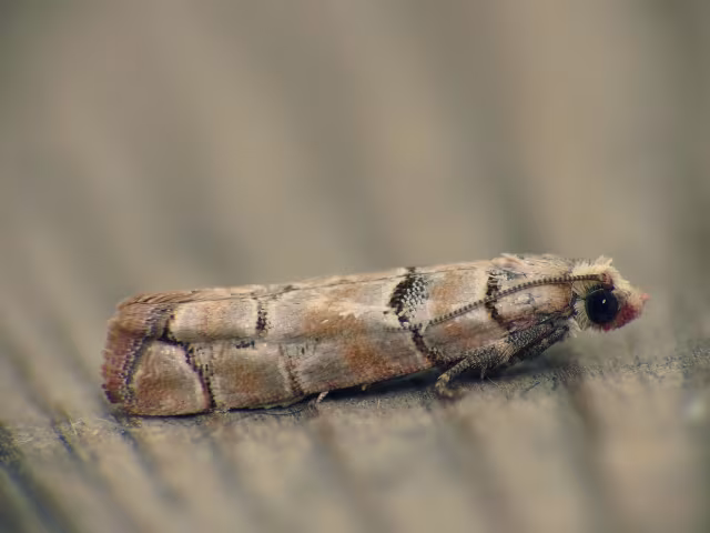 Blastesthia tessulatana