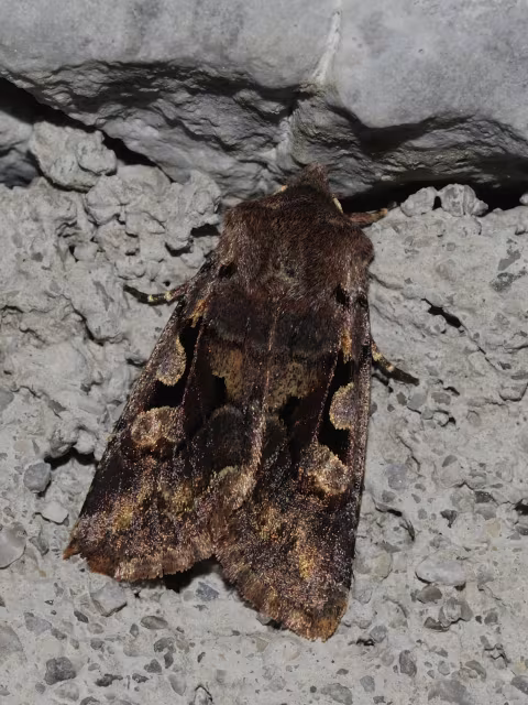 Orthosia (Semiophora) gothica