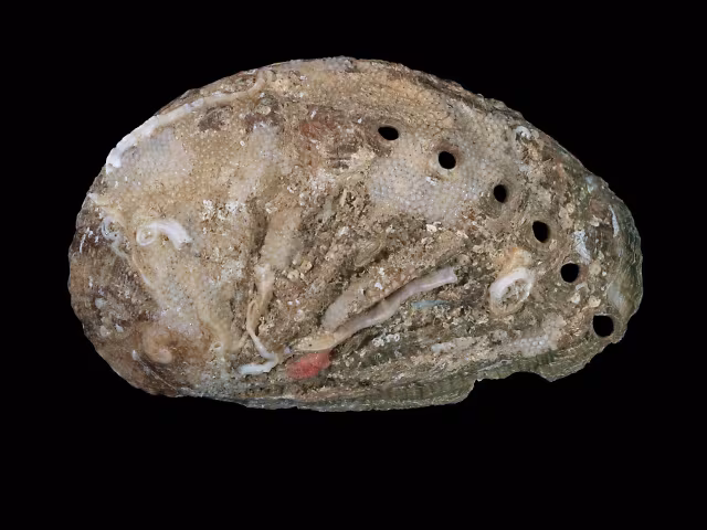 Abalone europeo