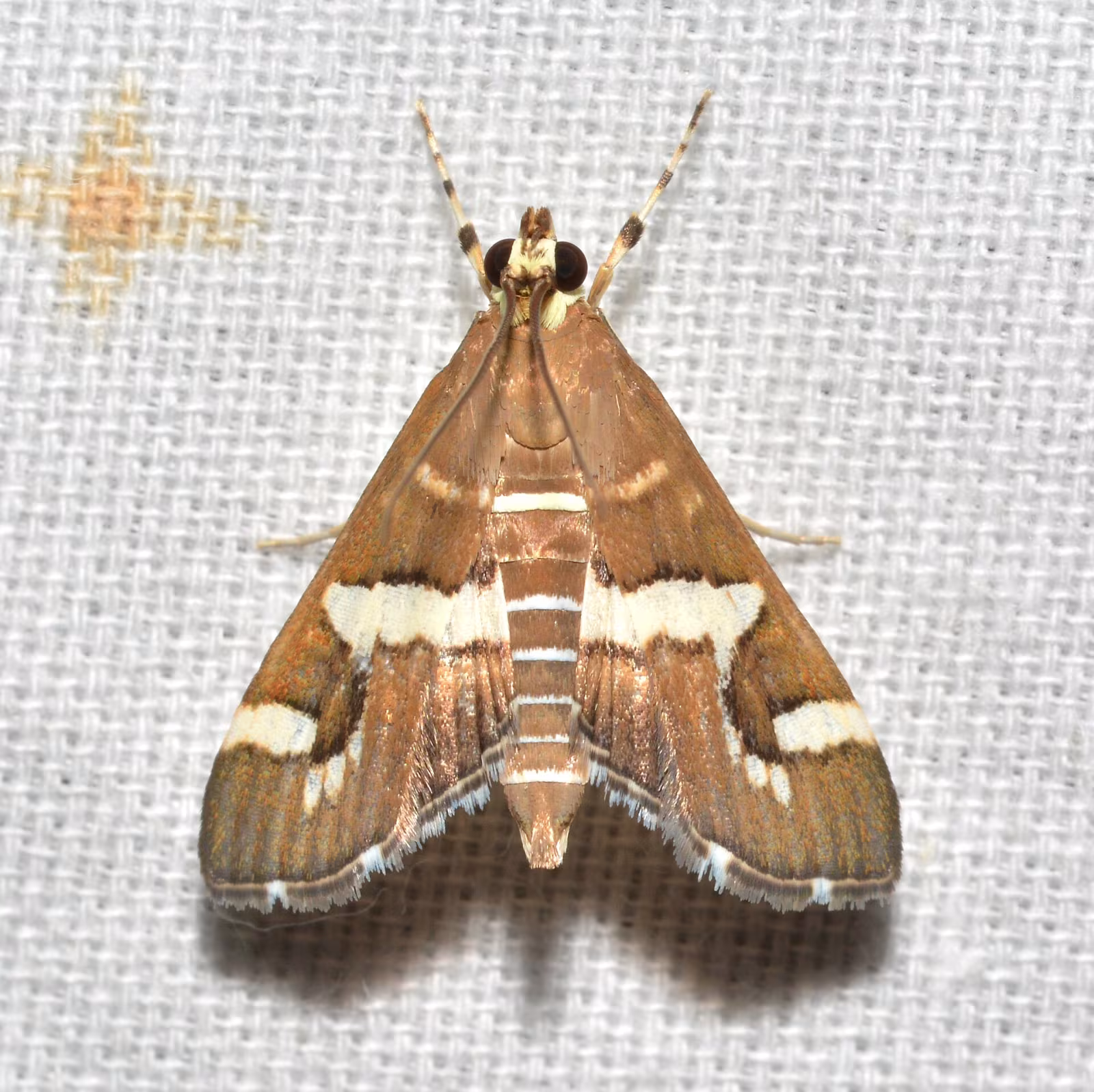 Falena della barbabietola