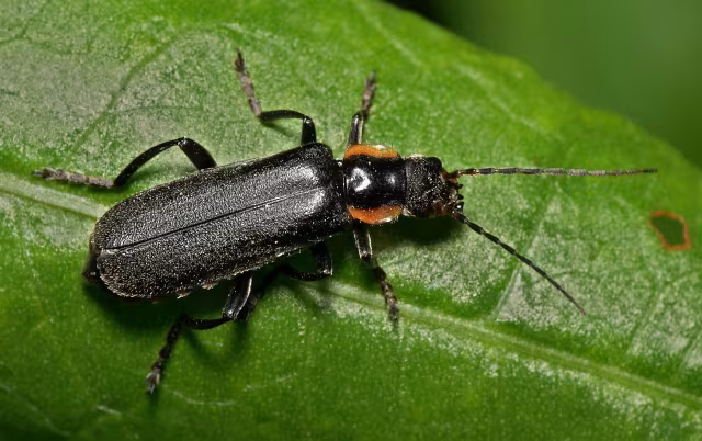 Cantharis obscura