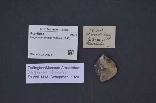 Isognomon bicolor