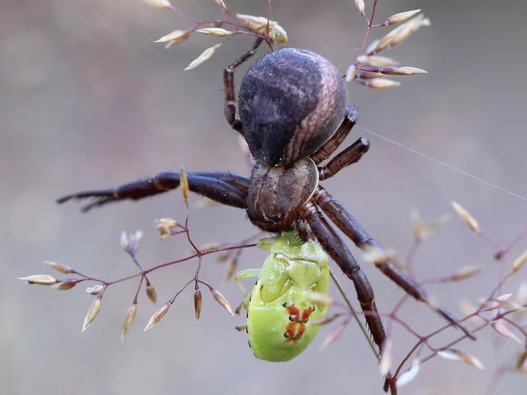 Xysticus acerbus