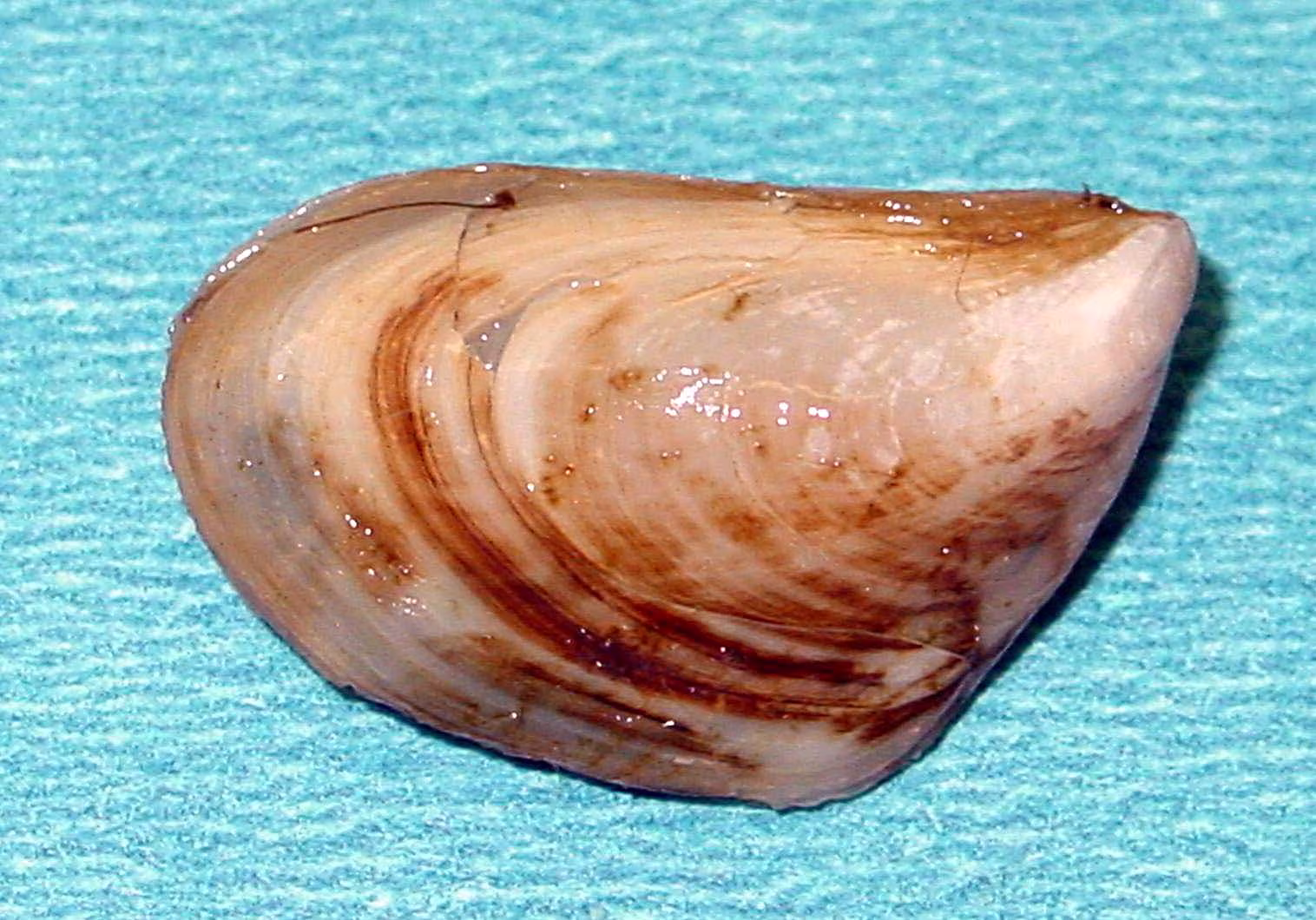 Dreissena bugensis