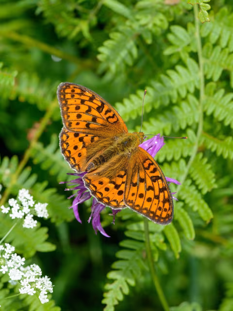 Argynnis adippe
