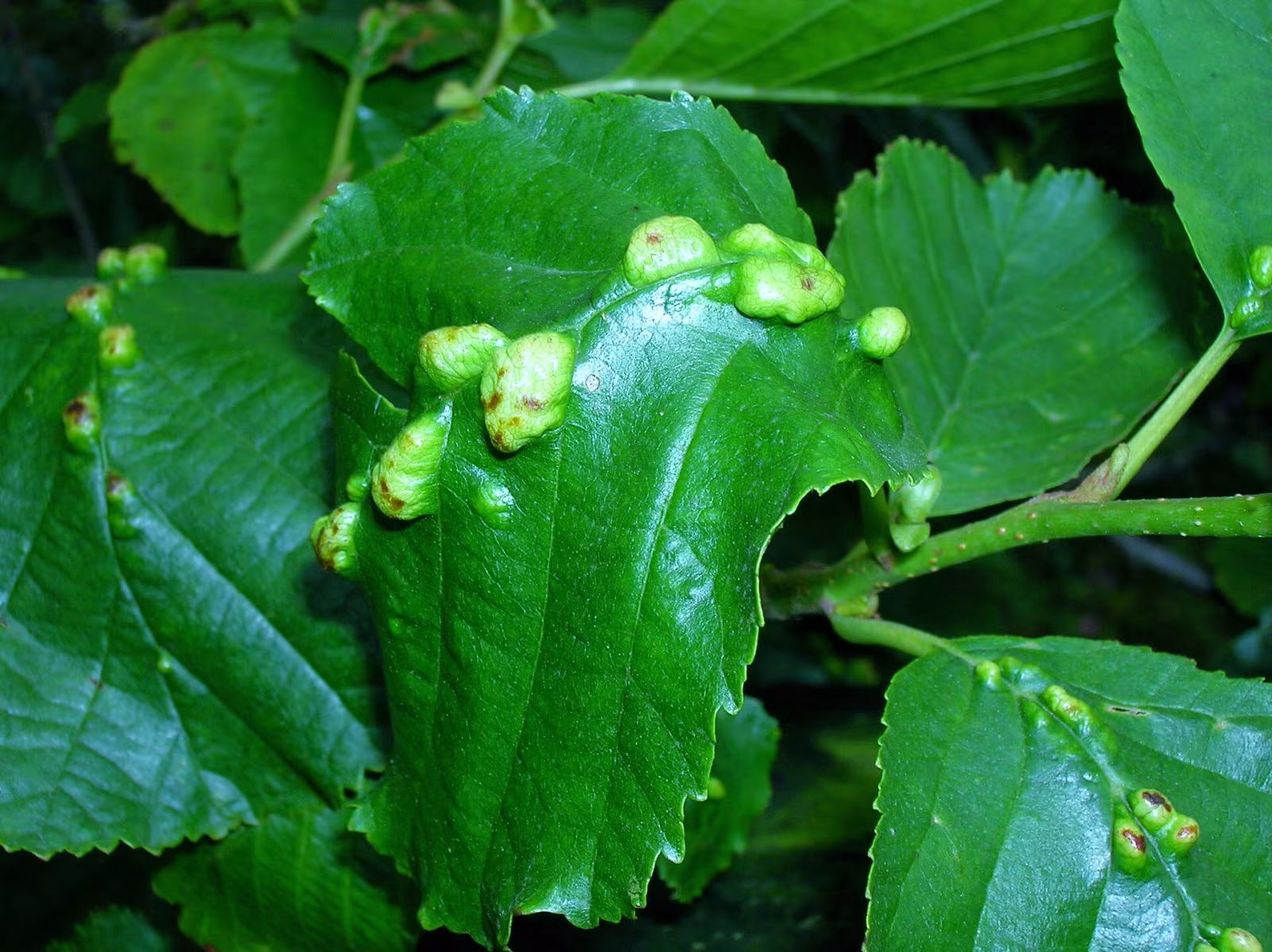Eriophyes inangulis