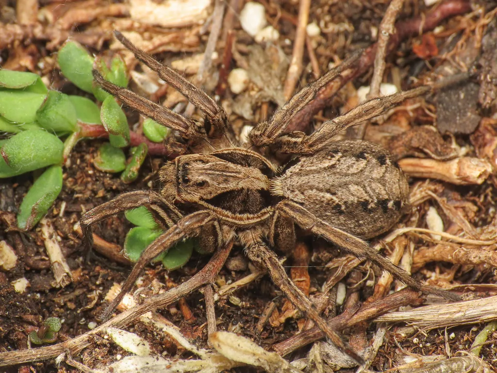 Alopecosa mariae