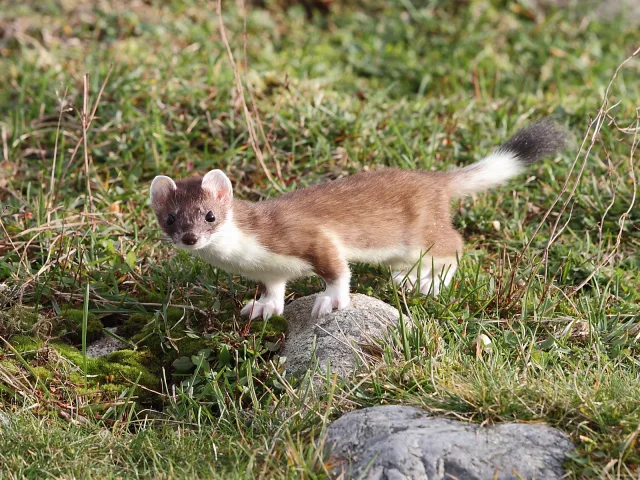 Ermellino