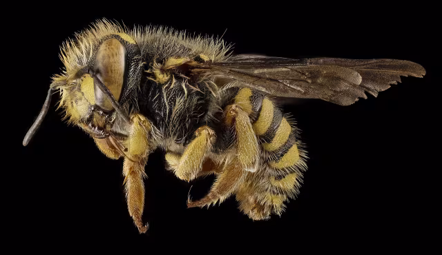 Anthidium oblongatum