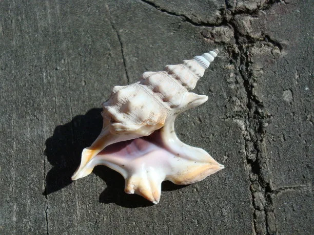 piede di pellicano