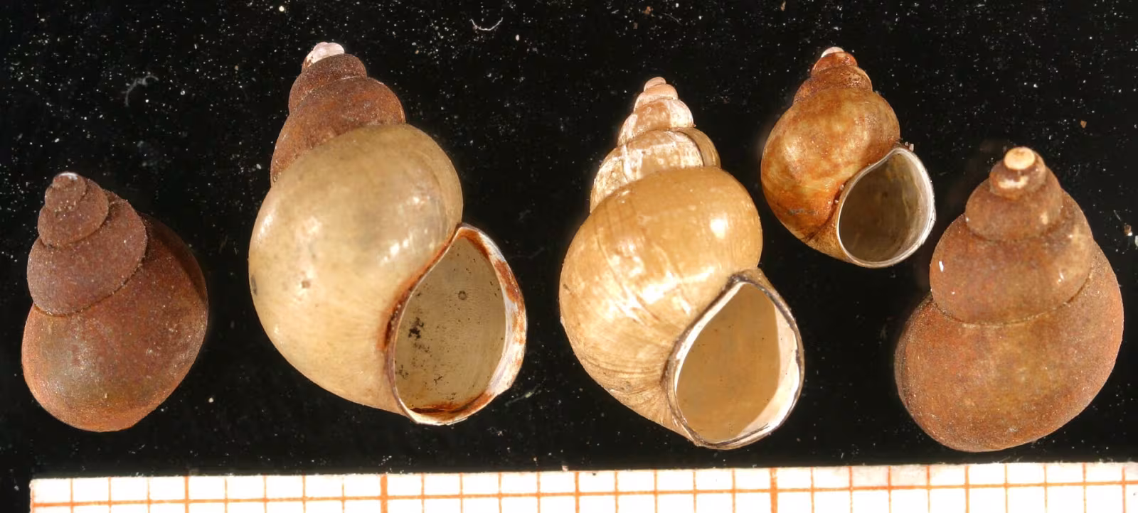 Bithynia tentaculata