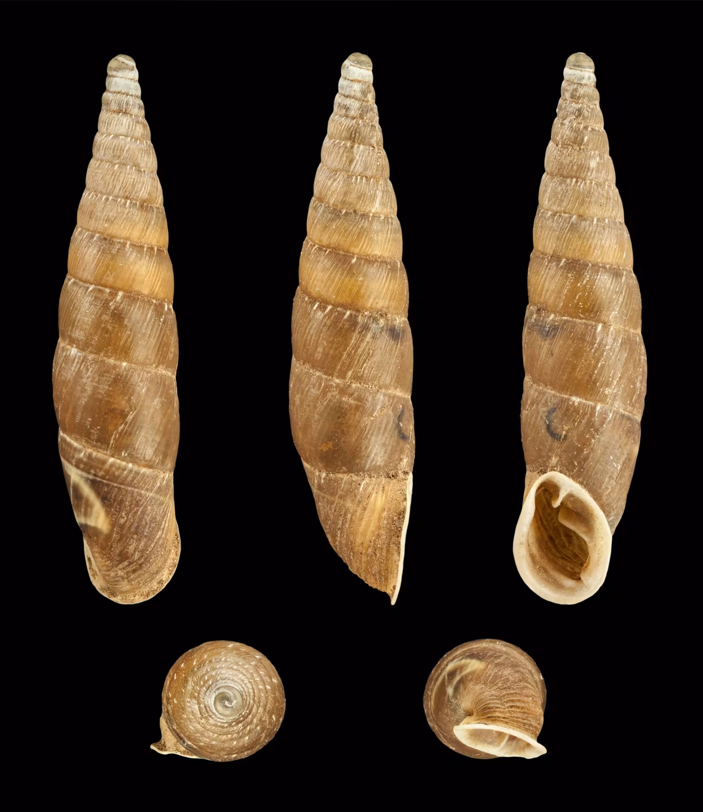 Charpentieria itala