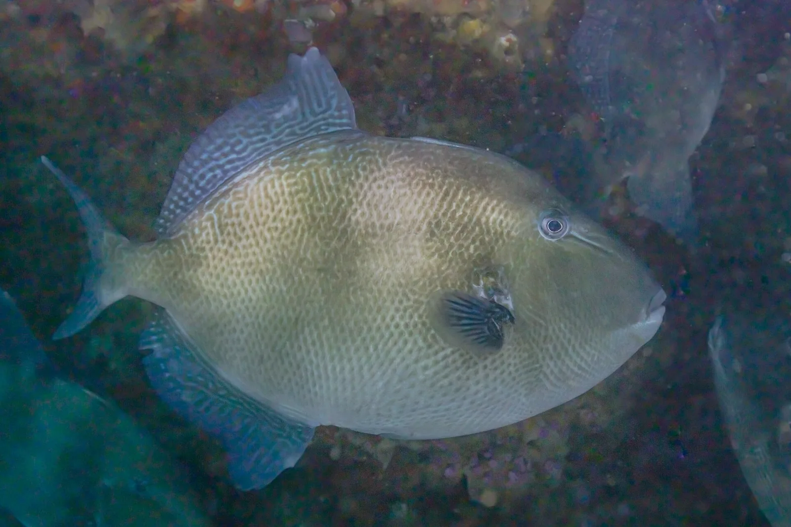 pesce balestra grigio