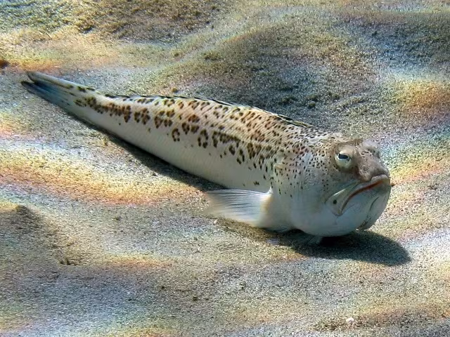 Tracina raggiata