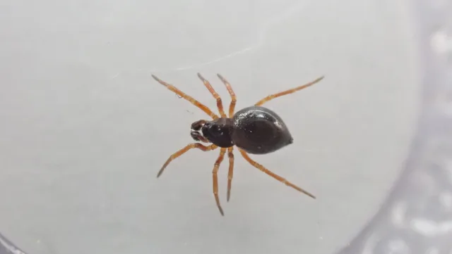 Pelecopsis inedita