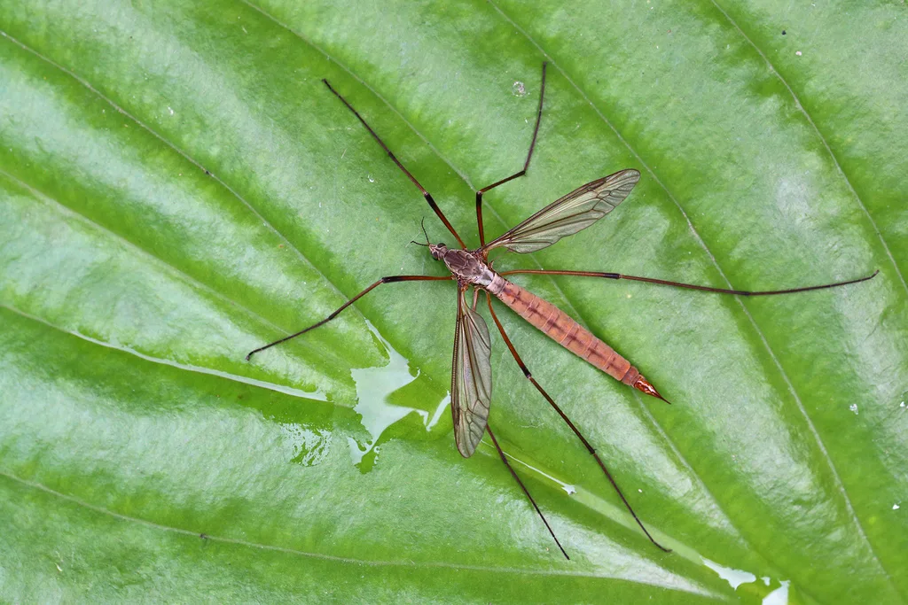 Tipula dei prati