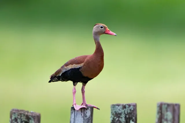 anatra fischiatrice becco rosso