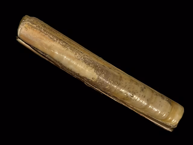 Cannolicchio