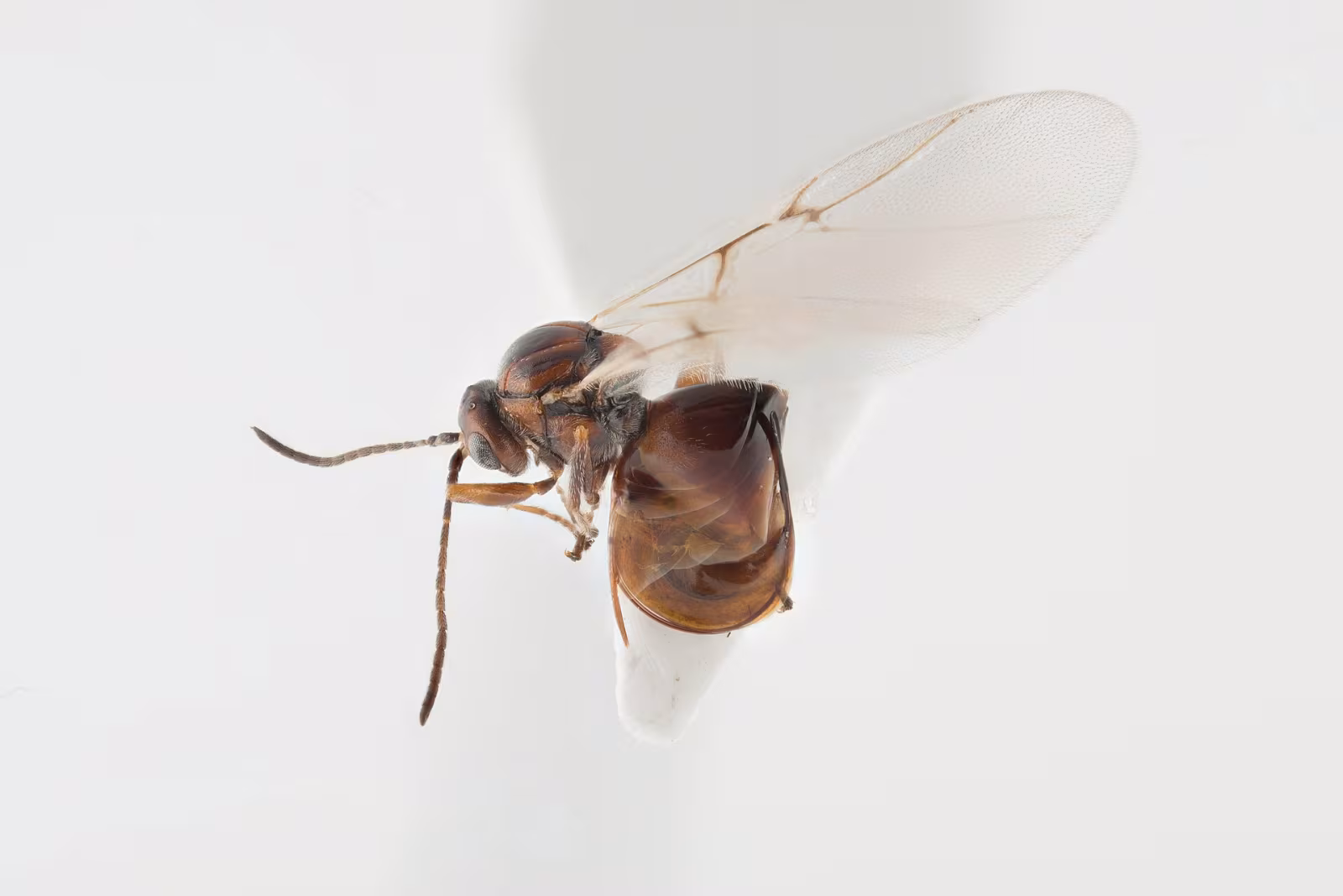 Andricus callidoma