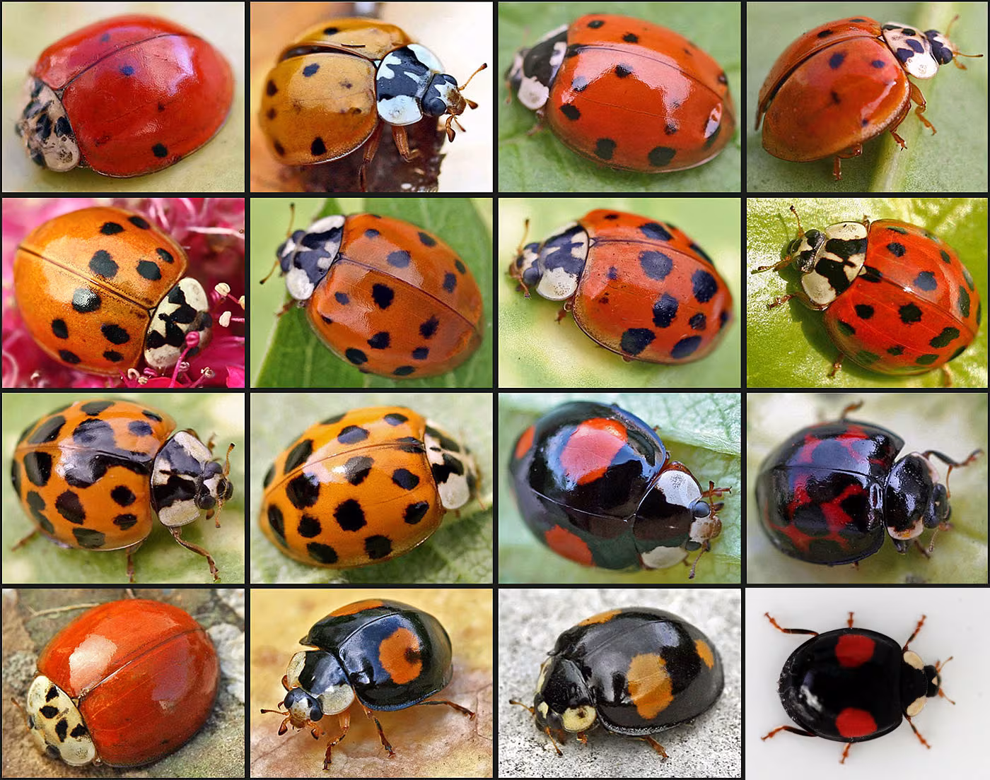 Coccinella Arlecchino