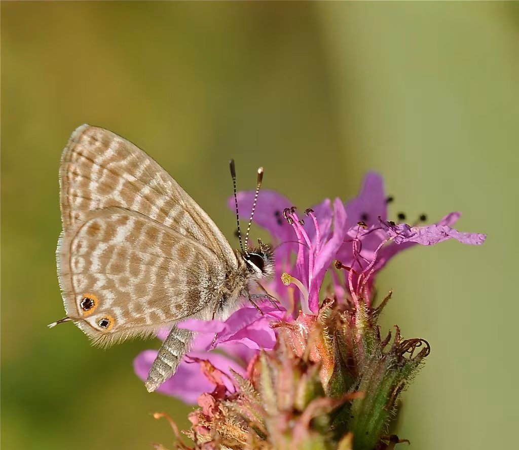 Licenide zebra
