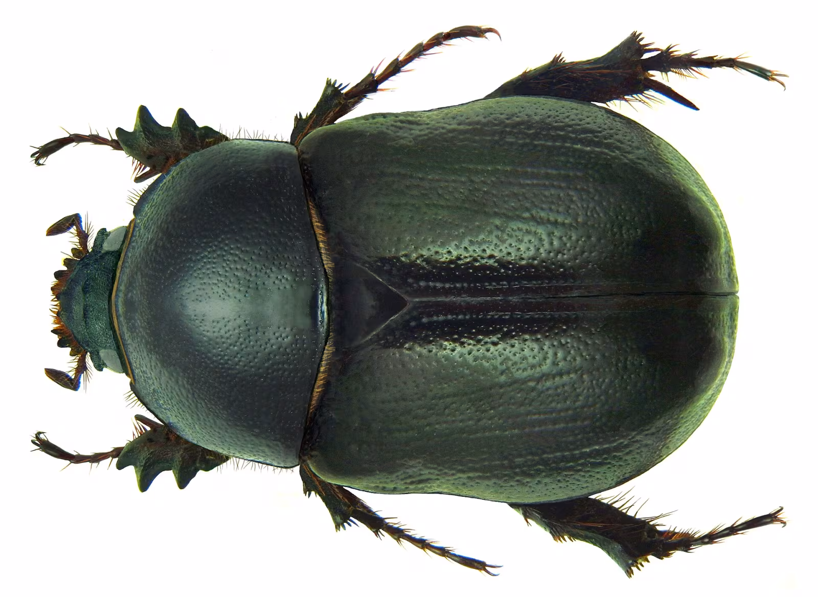 Scarabeo nero mediterraneo