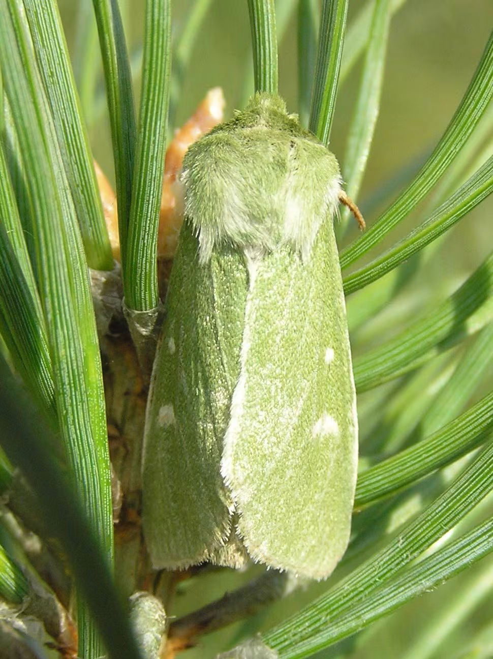 Calamia tridens