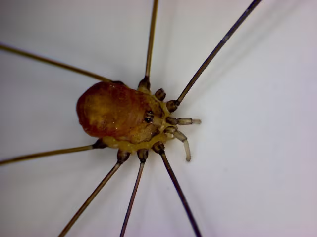 Leiobunum blackwalli