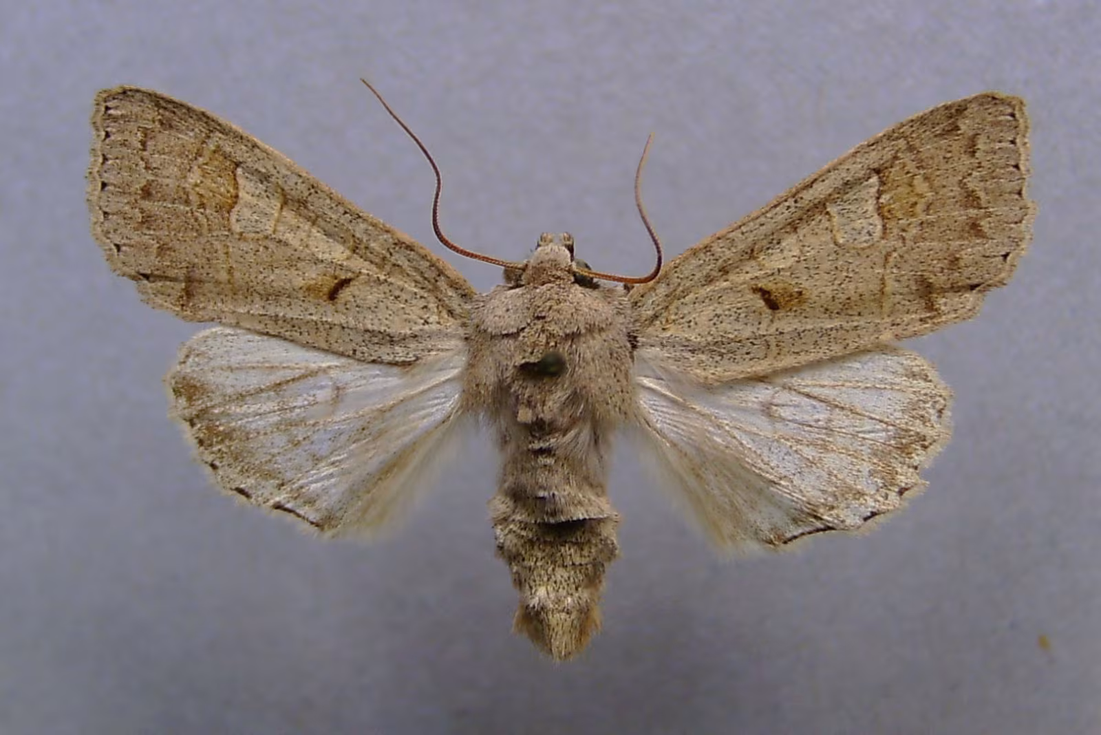Ammoconia caecimacula