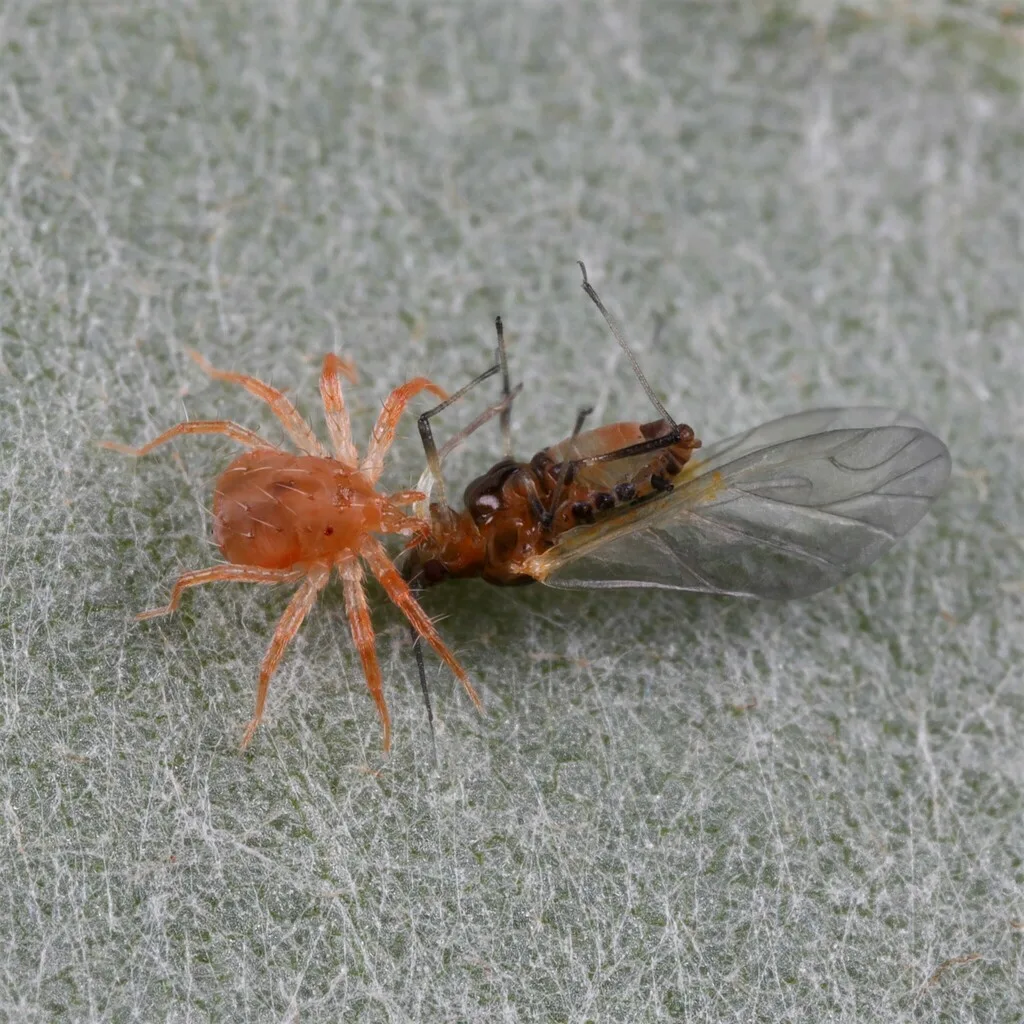 Anystis baccarum