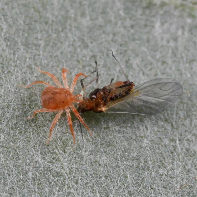Anystis baccarum