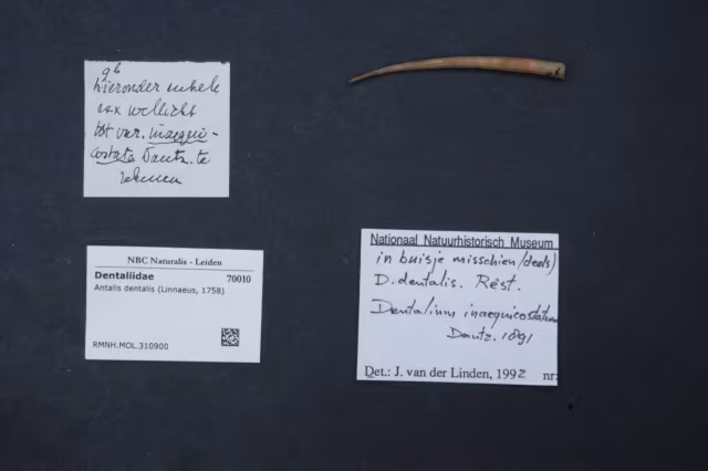 Antalis dentalis