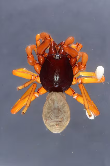 Dysdera ninnii